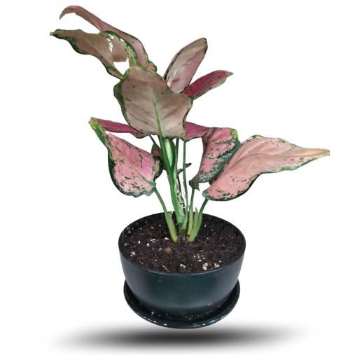 Aglaonema