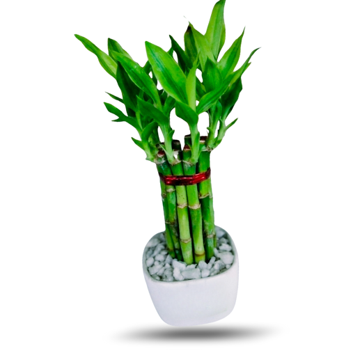 Lucky Bamboo