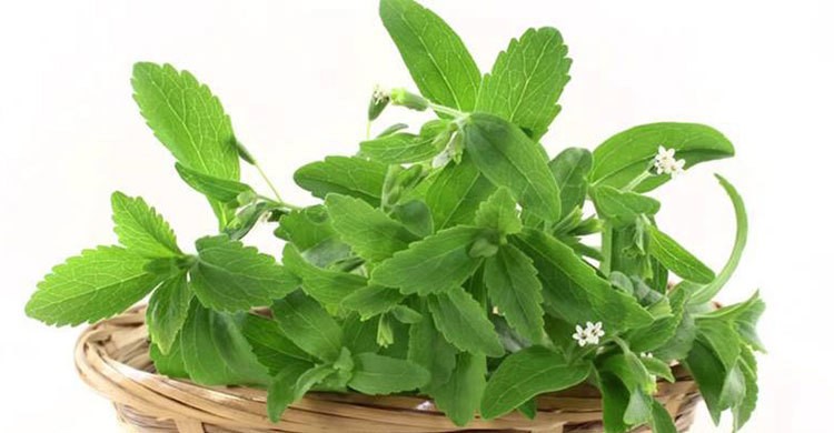 Stevia Tree Plant