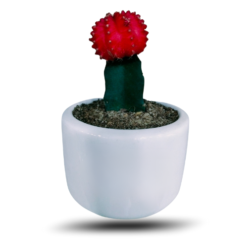 Moon Cactus